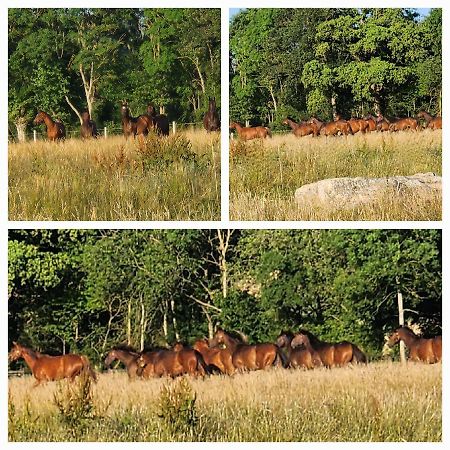 Les Naturelles Saint-Aubin-de-Locquenay Dış mekan fotoğraf